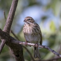 ОВСЯНКА ТРОСТНИКОВАЯ :: Володька Завитушкин ОВСЯНКА ТРОСТНИКОВАЯ :: Володька Завитушкин