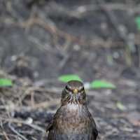 Фас. :: Александр Кондаков