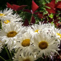 Ромашки для Татьяны! :: Наталья Rosenwasser Ромашки для Татьяны! :: Наталья Rosenwasser