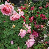 розовый сад :: Валентина. .