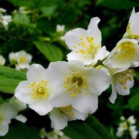 Ароматы июня. :: VasiLina *