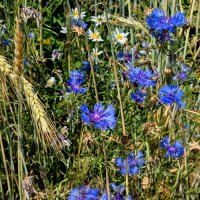 Из снятого вчера 1 :: Александр Прокудин