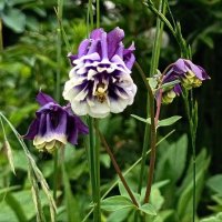 Аквилегия махровая. :: Ирина *** Аквилегия махровая. :: Ирина ***