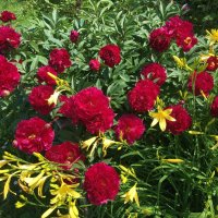 А роза упала на лапу Азора... :: Владимир Павлов