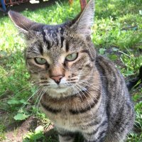 Наш Проша - котик хороший! :: Владимир Павлов Наш Проша - котик хороший! :: Владимир Павлов