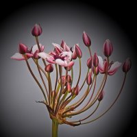 Речной цветок! :: Валентина Нефёдова Речной цветок! :: Валентина Нефёдова