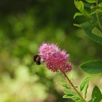 *** :: Леонид leo