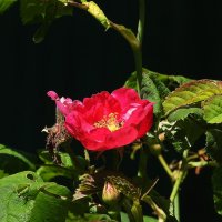 *** :: Леонид leo