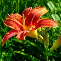 Оранжевый лилейник. :: Милешкин Владимир Алексеевич 