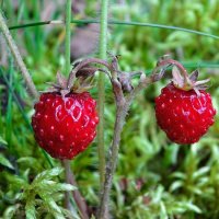 Лесная земляника крупным планом. :: Милешкин Владимир Алексеевич 