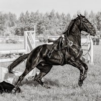 Конкур :: SanSan 