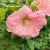 Все такие разные :: Любовь Сахарова