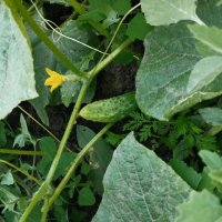 Ak Bulak. Talgar. :: Murat Bukaev 