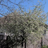 Весна :: Роман Савоцкий