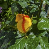 Бутон розы :: Валентин Семчишин