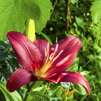 Лилиив нашем палисаде :: Валентин Семчишин