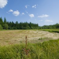 Сенокосная пора :: Сергей Шаврин