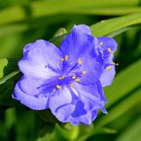 Традесканция :: Татьяна Лютаева