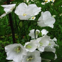 Колокольчики :: Людмила Смородинская