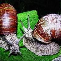 Виноградные улитки :: Людмила Смородинская