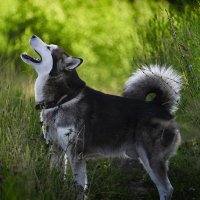 Доброе утро! :: leff Postnov