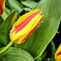 * :: Oksana Verkhoglyad