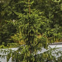 Молодые шишки. :: Петр Беляков