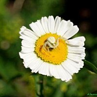 В ожидании рандеву...:-) :: Андрей Заломленков В ожидании рандеву...:-) :: Андрей Заломленков