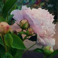 Цветут пионы быстро, скоротечно. :: Татьяна Помогалова