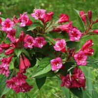 Вейгела :: Рита Симонова