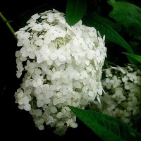 Время гортензий пришло :: Елена Семигина