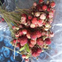 с полей... :: Галина Флора с полей... :: Галина Флора