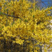 форзиция :: Елена Шаламова