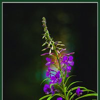 Фотоэтюд с чёрным фоном :: Владимир Кроливец