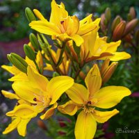 "Время цветения лилий. Распускаются"© :: Владимир Макаров "Время цветения лилий. Распускаются"© :: Владимир Макаров