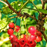 Не ждали... :: veilins veilins Не ждали... :: veilins veilins