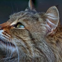 Европейская кошка :: Aleksey Afonin