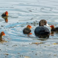Лысуха :: Владимир Колесников