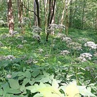 Лето. Травы. Сныть... :: Татьяна Тюменка Лето. Травы. Сныть... :: Татьяна Тюменка