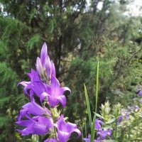 И снова радует природа :: veilins veilins