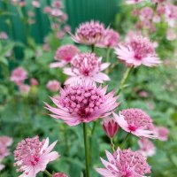 Лето :: Юлия 