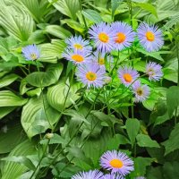 Зацвела ромашка! :: veilins veilins Зацвела ромашка! :: veilins veilins