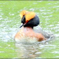 Красношейная поганка :: Сергей 