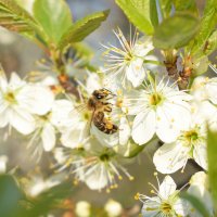 Пчела на цветущей вишне :: Дарья Меркулова