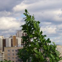 Ветер сильный ! :: Юрий Куликов Ветер сильный ! :: Юрий Куликов