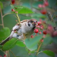вкусная  пора - июль :: Andrey Bragin 