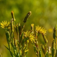 летнее разнотравье :: Алексей Меринов