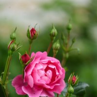 Розы :: Марина Мамаева