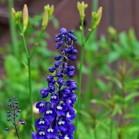 Живокость (дельфиниум) :: Светлана 
