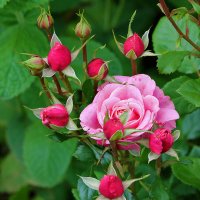 Многодетная мамочка :: Светлана 